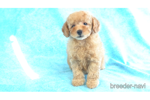 成約済の東京都のトイプードル-157960